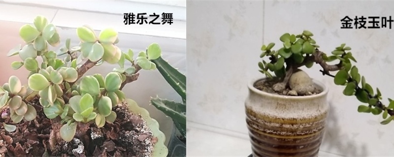 雅樂之舞和金枝玉葉的區別，哪個好