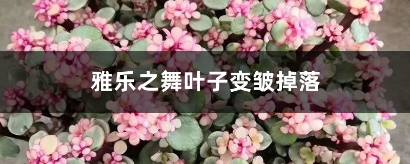 雅樂之舞葉子變皺掉落怎麼回事，怎麼辦